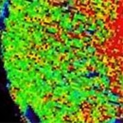Elemental Bio-imaging Facility (EBiF) | University of Technology Sydney